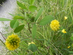 Trifolium campestre3