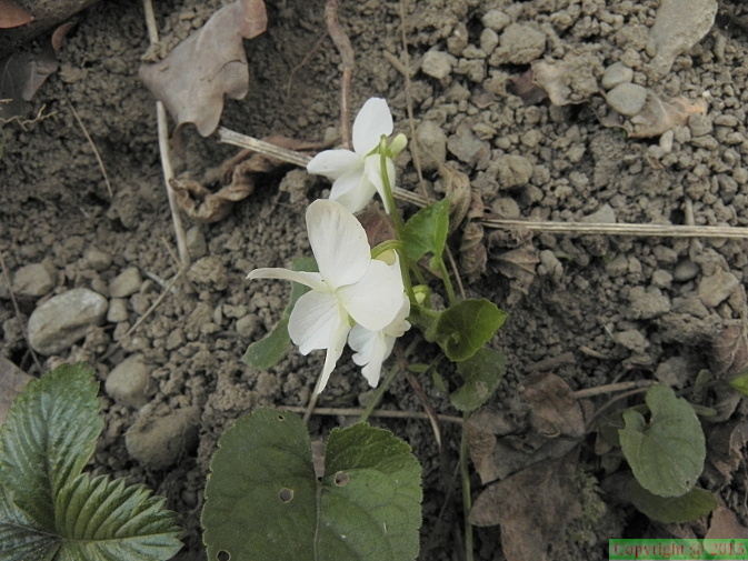 Viola alba3