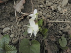 Viola alba3