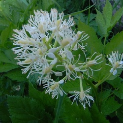Actaea