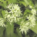 Allium ursinum4