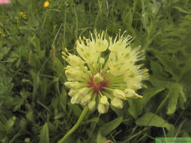Allium victorialis4