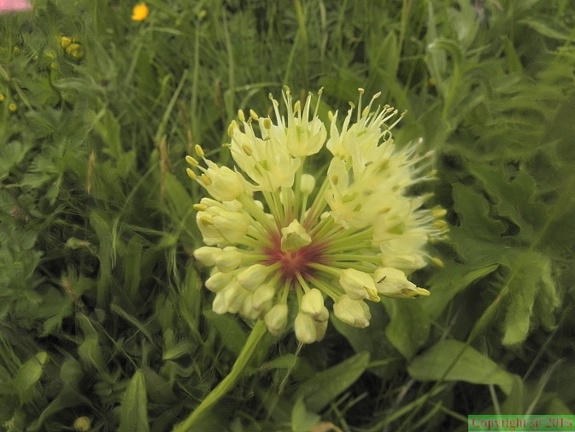 Allium victorialis4