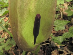 Arum maculatum4