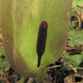Arum maculatum4