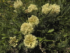 Astragalus aristatus ?4