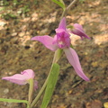 Cephalanthera rubra4
