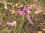 Cephalanthera rubra4