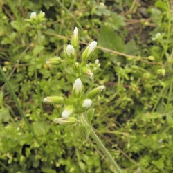 Cerastium
