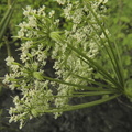 Chaerophyllum cicutaria4