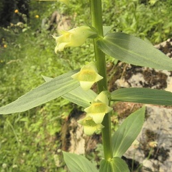 Digitalis (nouveau)