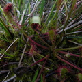 Drosera longifolia4