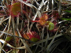 Drosera rotundifolia4