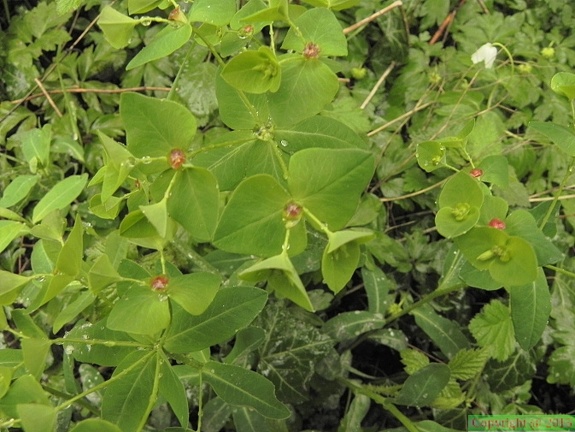 Euphorbia dulcis4