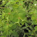 Euphorbia dulcis4