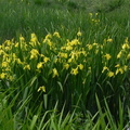 Iris pseudacorus4