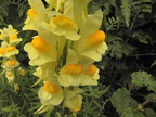 Linaria vulgaris4