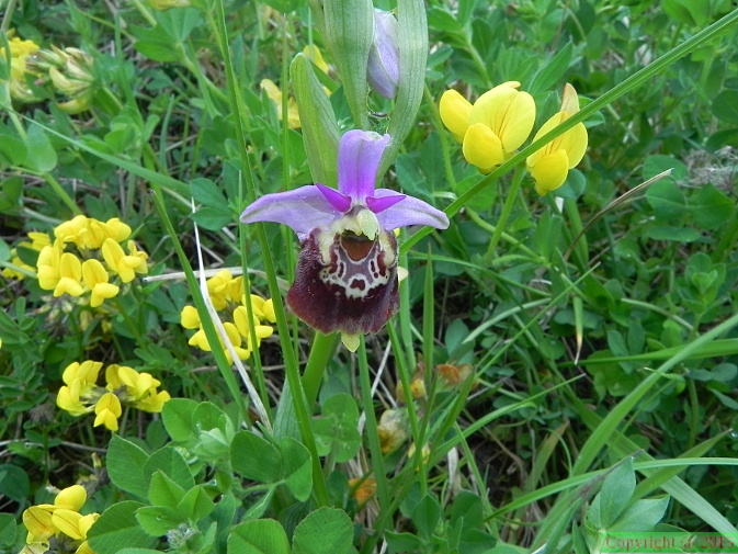 Ophrys_arachnites4.JPG