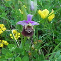 Ophrys arachnites4