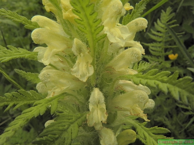 Pedicularis foliosa4