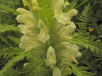 Pedicularis foliosa4