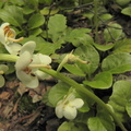 Pyrola rotundifolia4
