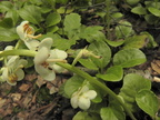 Pyrola rotundifolia4