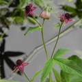 Potentilla_palustris4.JPG