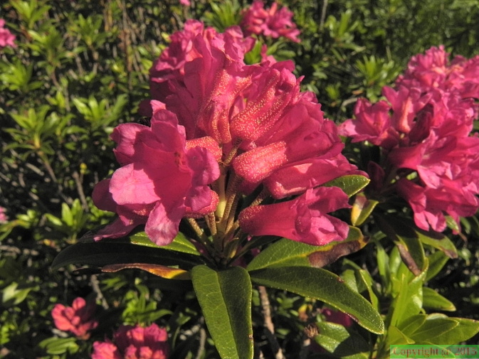 Rhododendron ferrugineum4