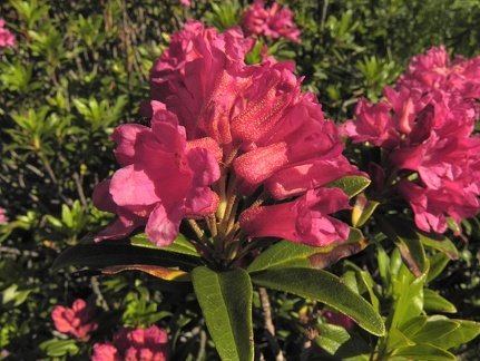 Rhododendron ferrugineum4