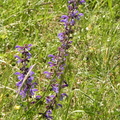 Salvia pratensis4