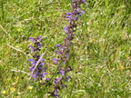Salvia pratensis4