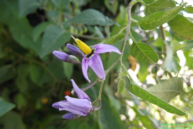 Solanum_dulcamara4.JPG
