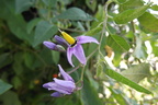 Solanum dulcamara4