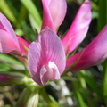 Trifolium alpinum4