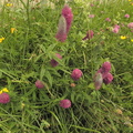 Trifolium rubens4