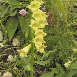 Digitalis (ancien)