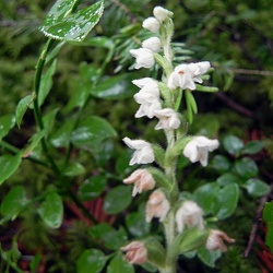 Goodyera
