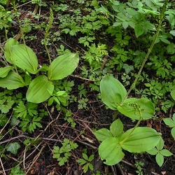 Listera