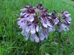 Orchis purpurea5