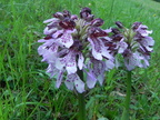 Orchis purpurea5