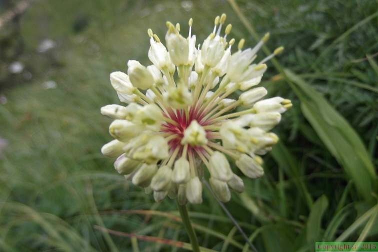 Allium_victorialis6.JPG