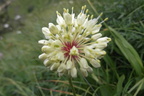 Allium victorialis6