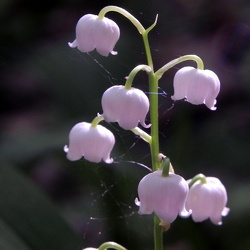 Convallaria (ancien)