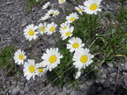 Leucanthemopsis alpina6