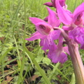 Orchis mascula6