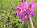 Orchis mascula6