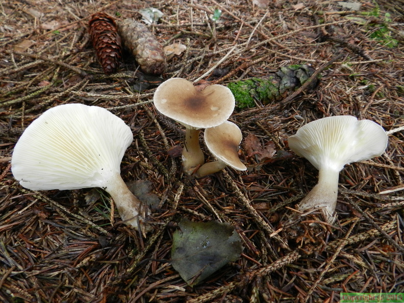  clitocybe clavipes.jpg