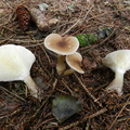  clitocybe clavipes