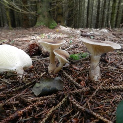 Genre Ampulloclitocybe